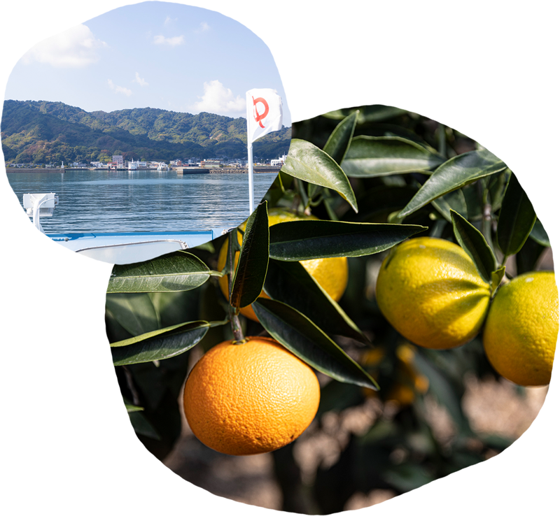 中島の甘くて濃厚な柑橘たちのイメージ